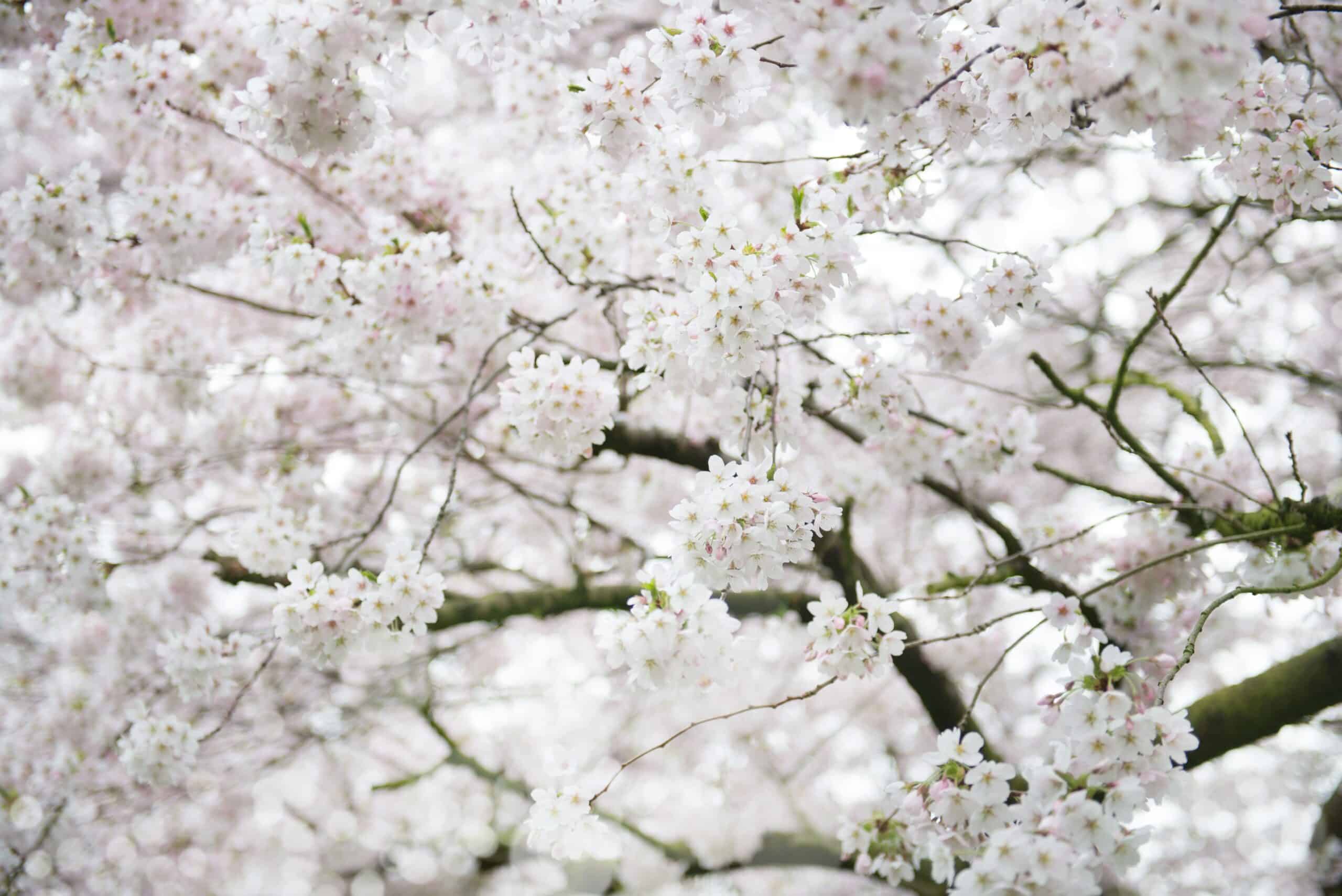 white-blossom-cherry-tree